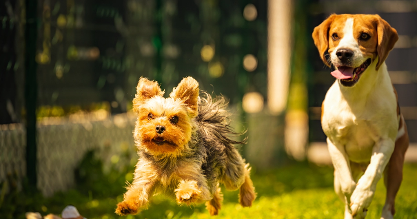 Two dogs running on grass towards the viewer 